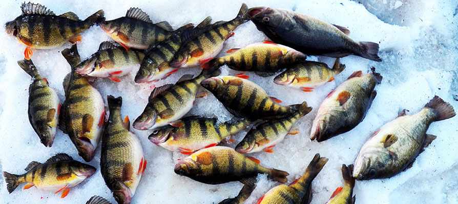 Winter Lake Fishing: Perch in the Midwest