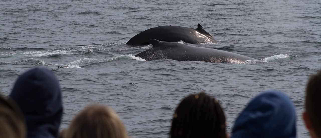 Whale Watching in Gloucester, Massachusetts