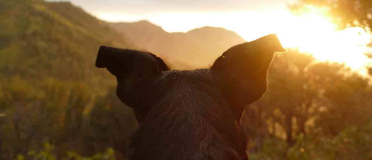 3 Perks Of Camping With Your Dog